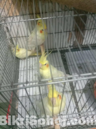 Kokatel pakhi Mot 5 ta.